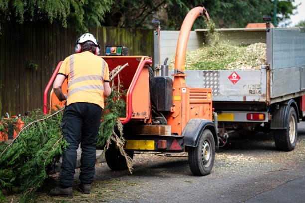 Best Tree Cabling and Bracing  in Adair Village, OR