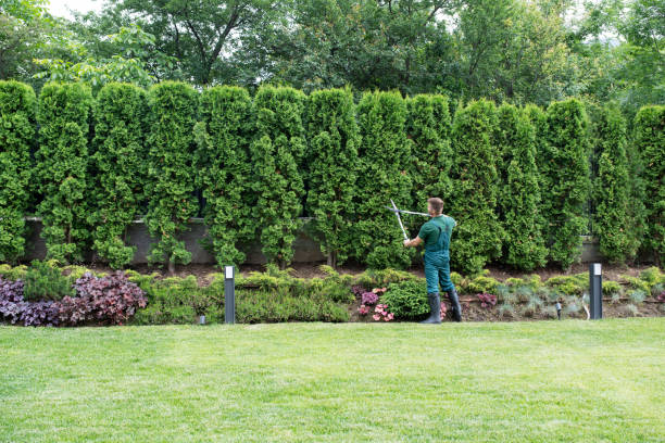 Best Stump Grinding and Removal  in Adair Village, OR