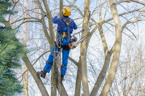Best Tree Health Inspection  in Adair Village, OR