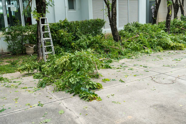Best Hazardous Tree Removal  in Adair Village, OR