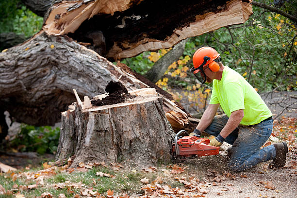 Best Root Management and Removal  in Adair Village, OR