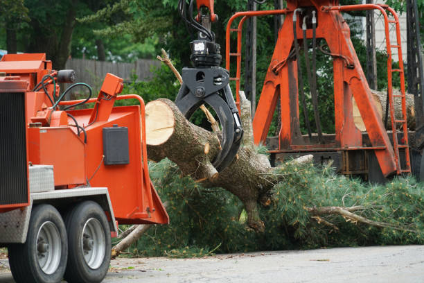 Best Stump Grinding and Removal  in Adair Village, OR