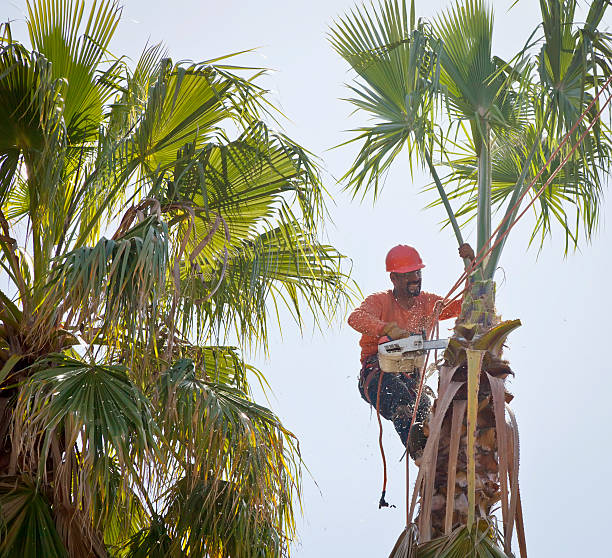 Best Tree Trimming and Pruning  in Adair Village, OR
