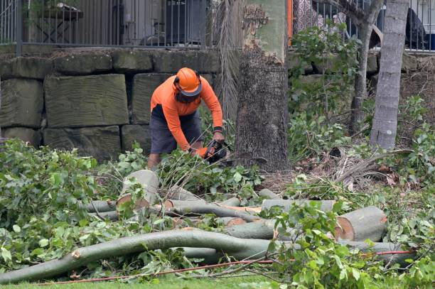 Best Arborist Consultation Services  in Adair Village, OR
