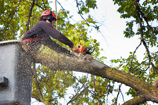 Best Tree Maintenance Programs  in Adair Village, OR