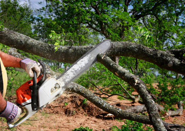 Best Commercial Tree Services  in Adair Village, OR